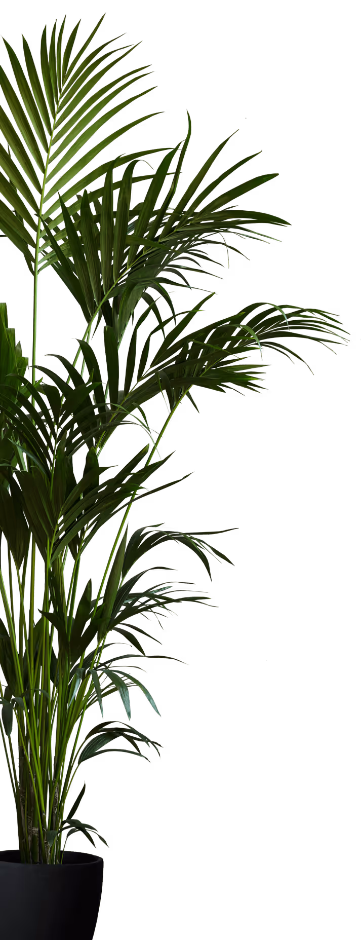 Plant in a pot
